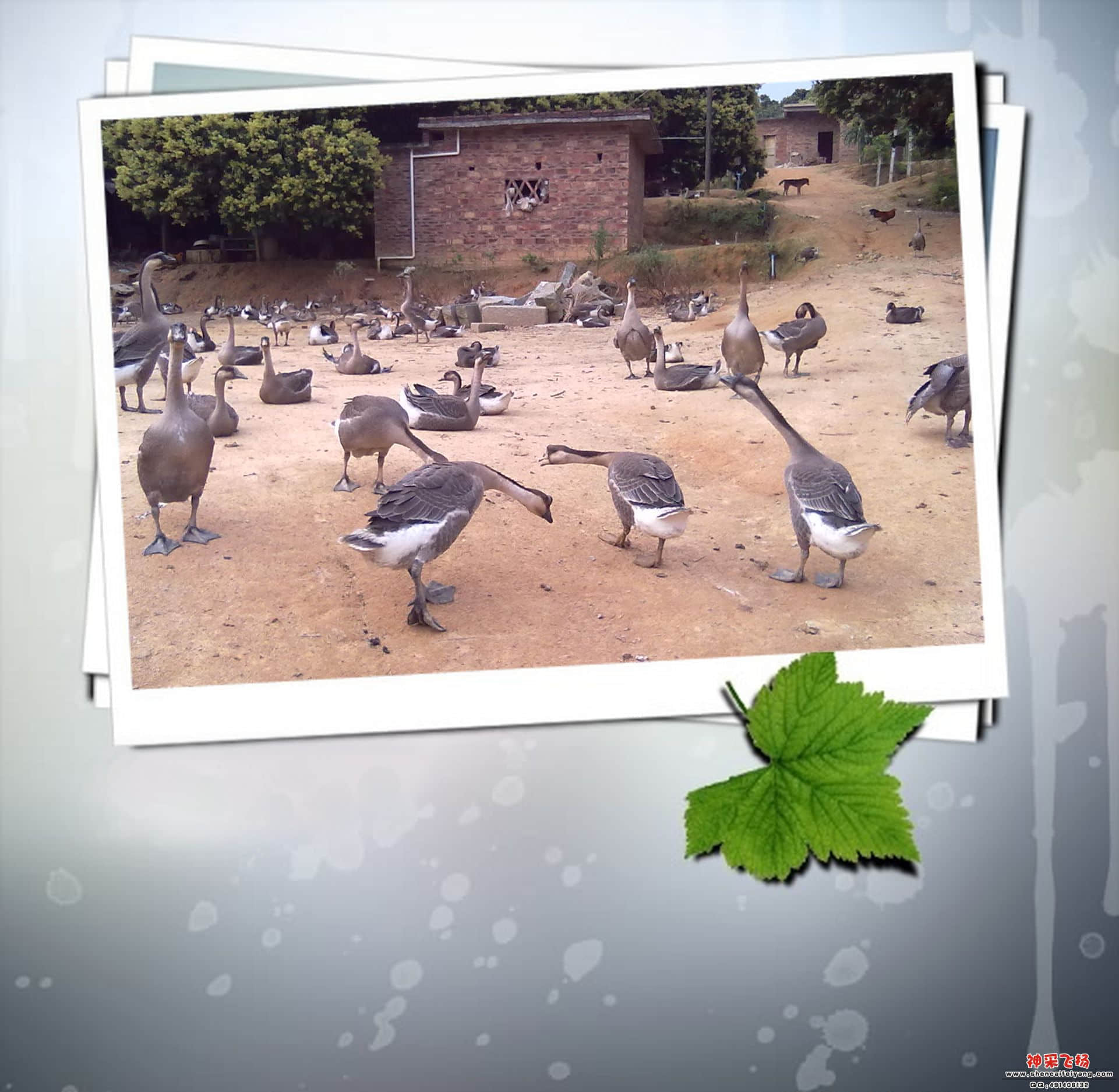 鹅.jpg