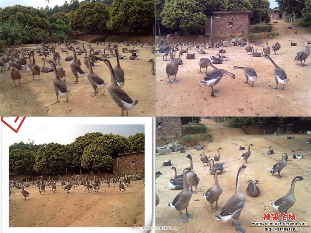 鹅1.jpg
