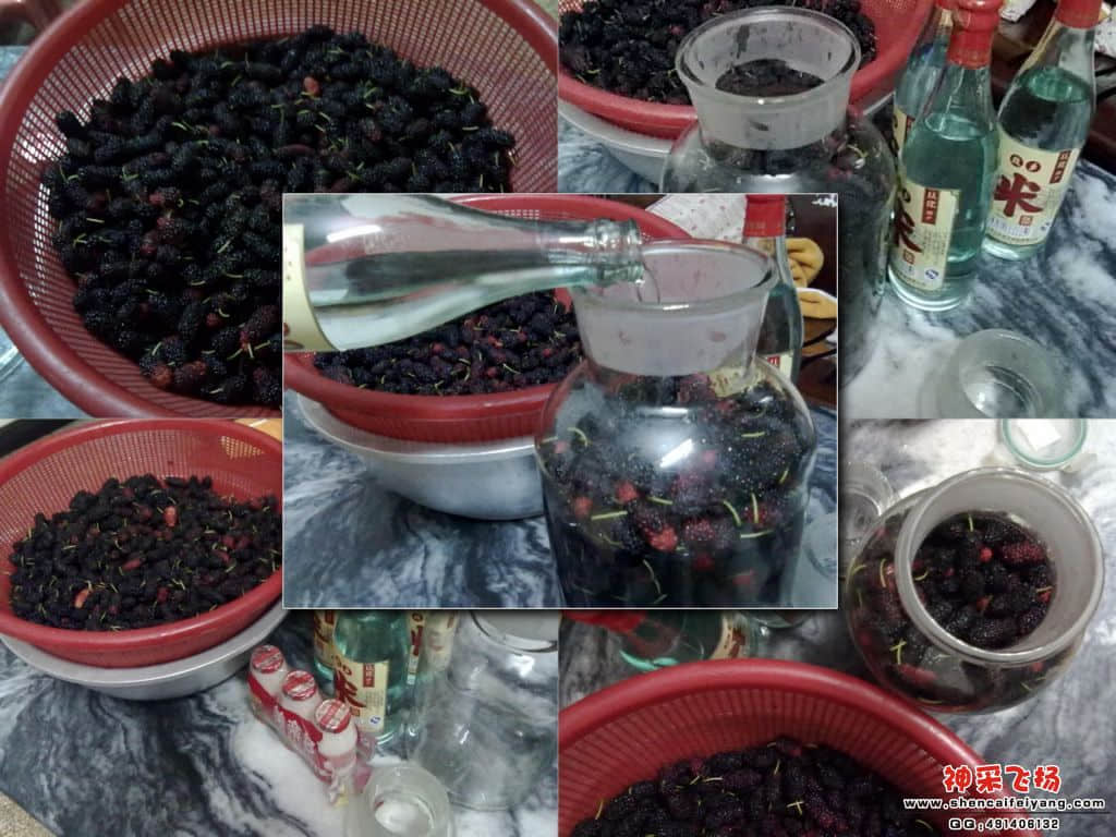 浸酒过程.jpg