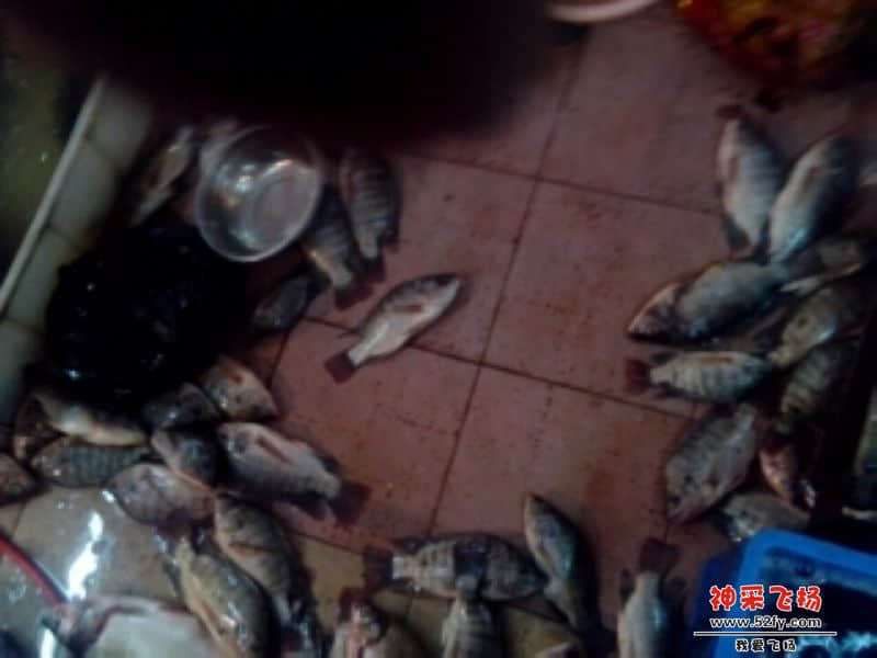 工厂,学校,用鱼