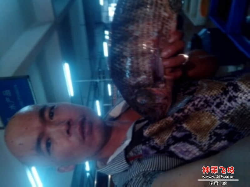 衣条罗非六斤重