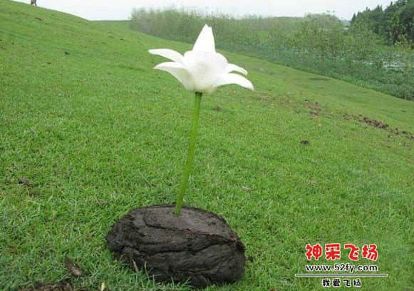 鲜花牛粪1.jpg