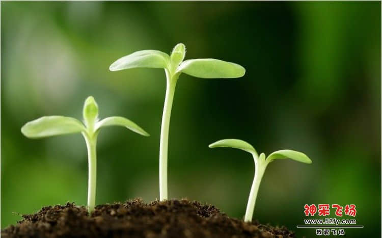 嫩芽.jpg