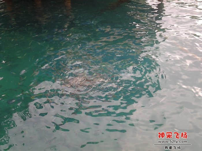 好多鱼哦！如果可以在这里钓鱼就好了！