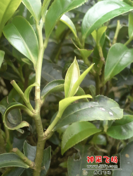 两叶一针！！！