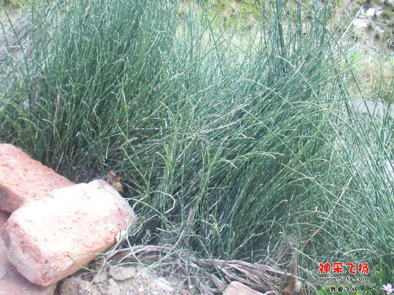 不知什么草，一节节的很好玩！.JPG