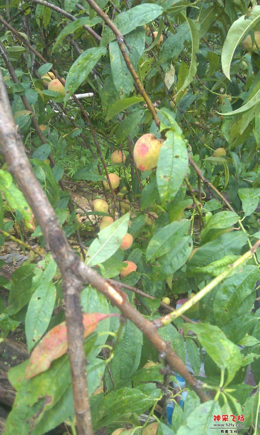 桃子.jpg