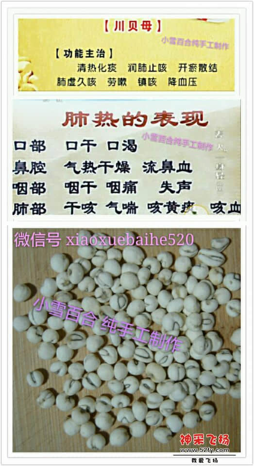 我家用最靓的川贝母