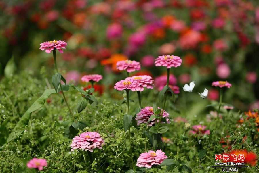 wechat_upload15507376675c6e61034dc87