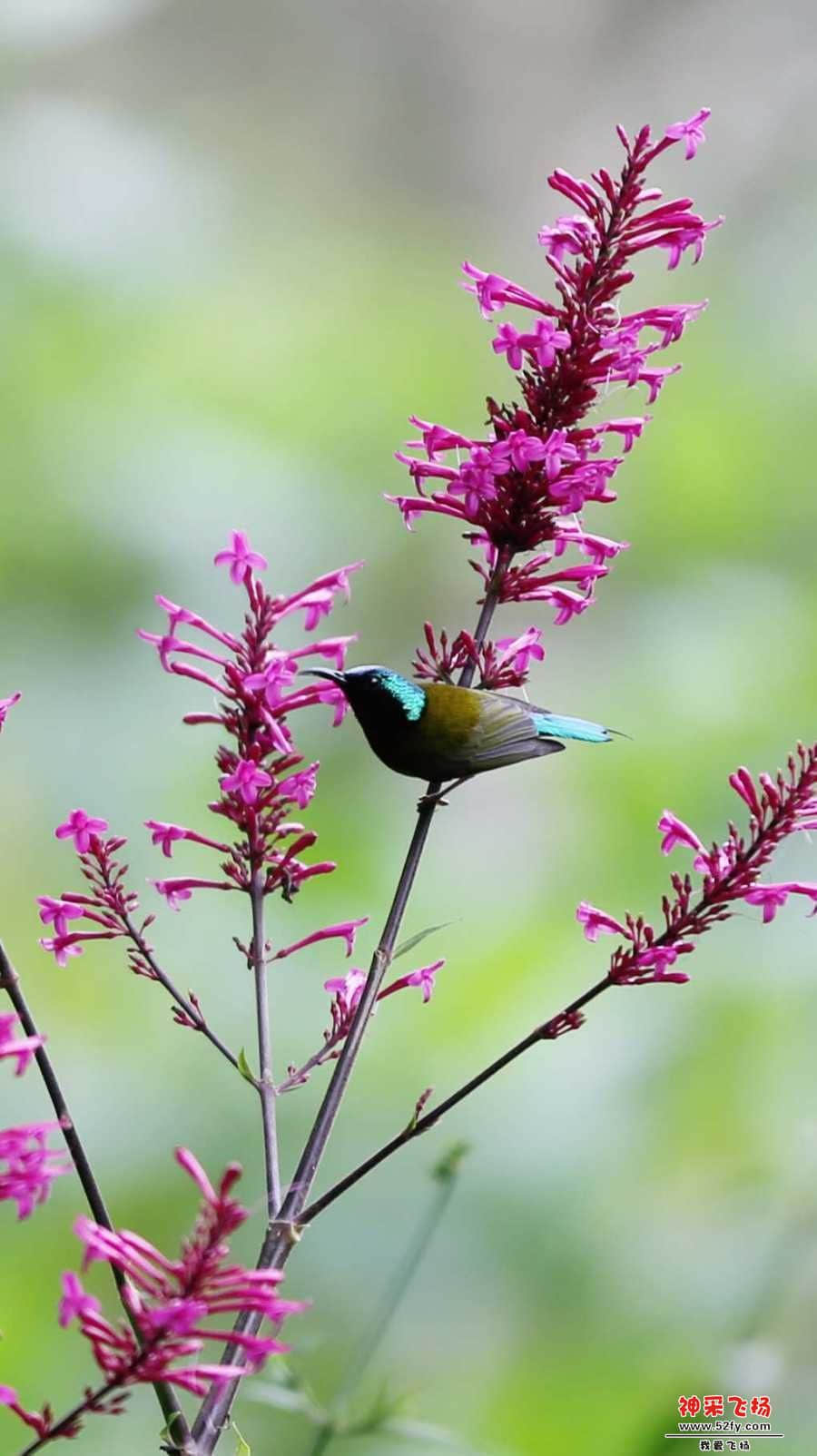 wechat_upload15507376715c6e610772277