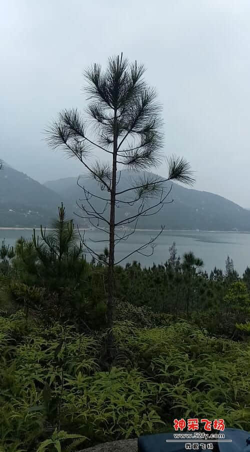 山青水秀松涛间.jpg