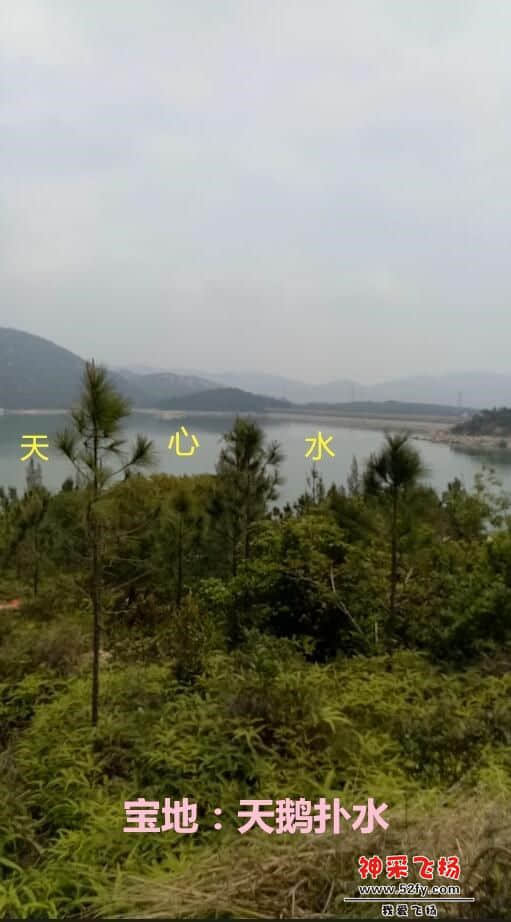 宝地：天鹅扑水.jpg