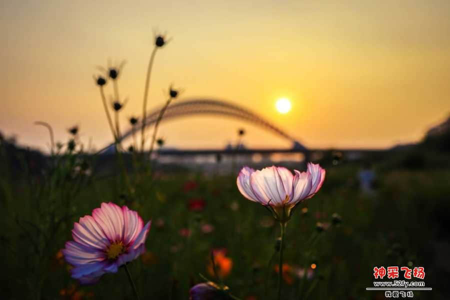 wechat_upload15705778465d9d1db6759cb