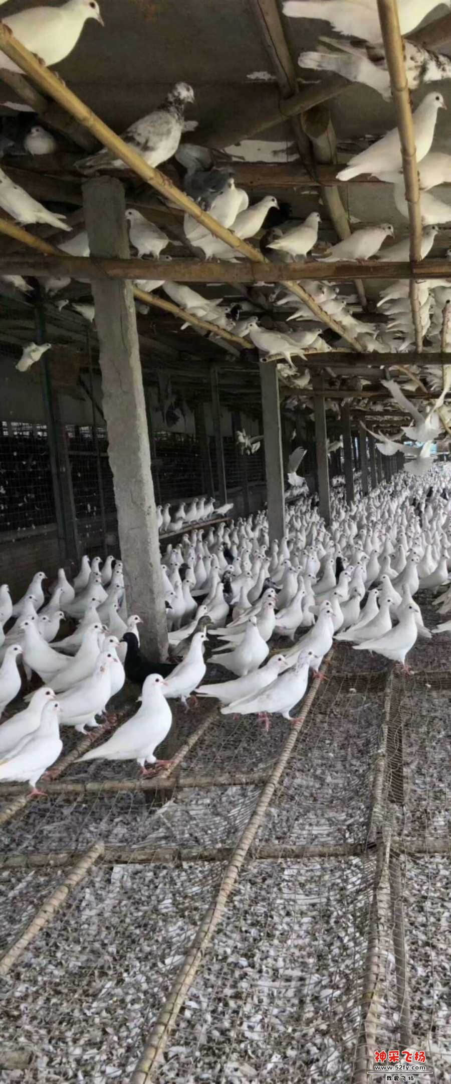 wechat_upload15846858405e746310e21d2