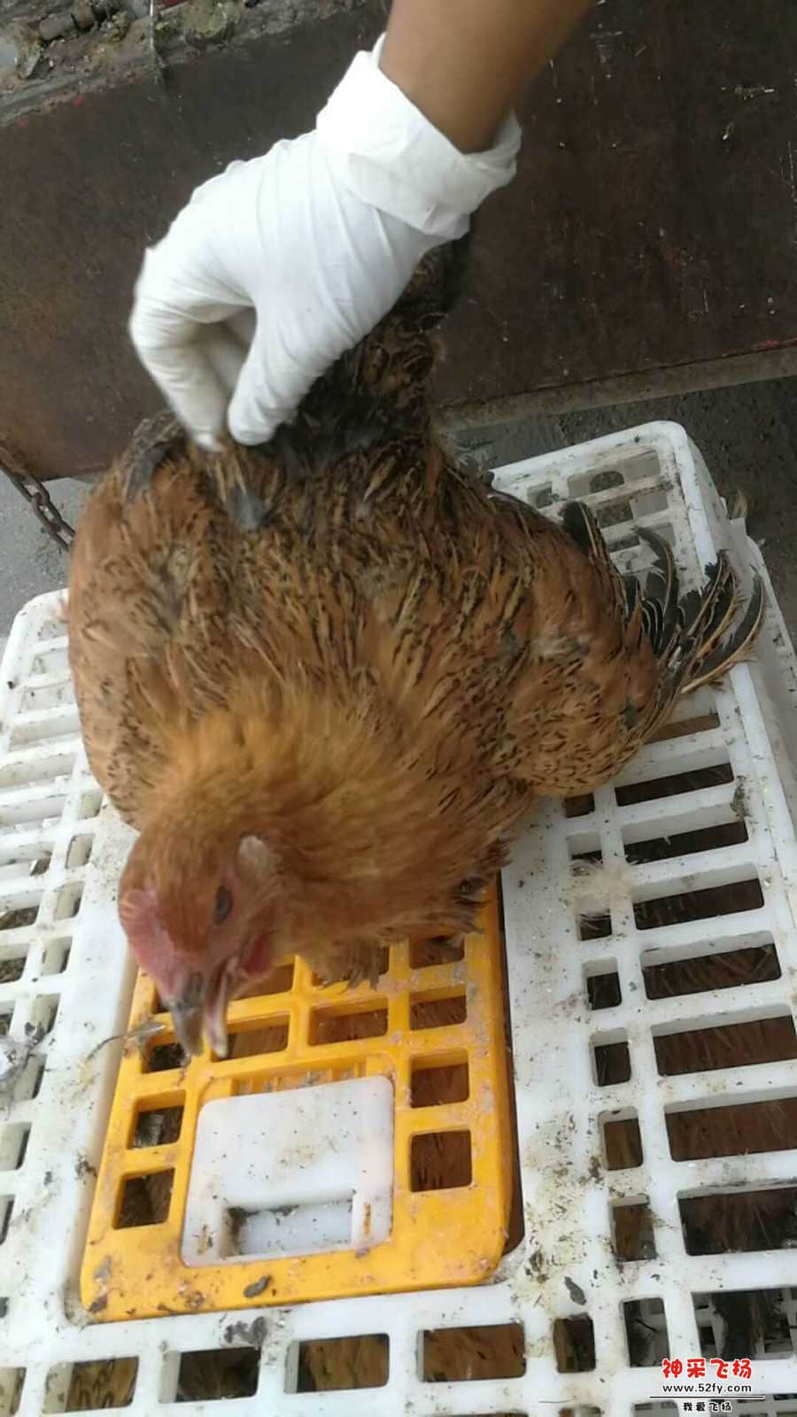 wechat_upload15847182065e74e17e7c508