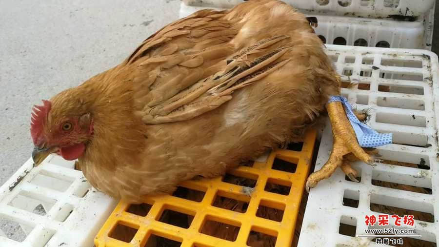 wechat_upload15847182075e74e17f2d69c