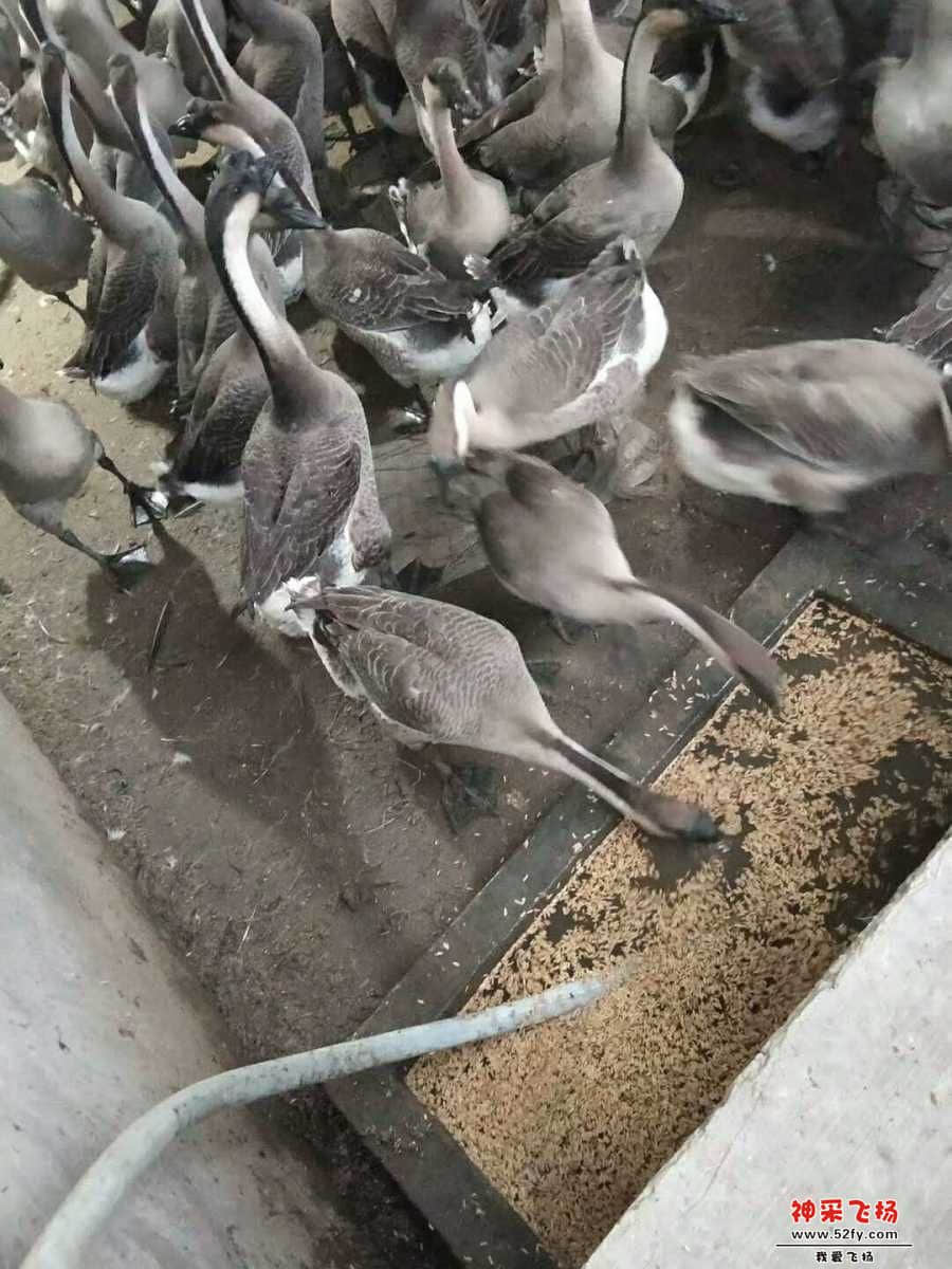 wechat_upload15858415205e86057046681