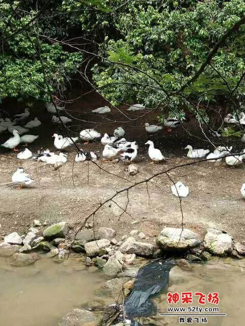 wechat_upload15858415215e8605718b8b9