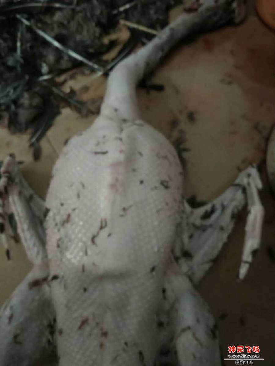 wechat_upload15860104665e88996264c31