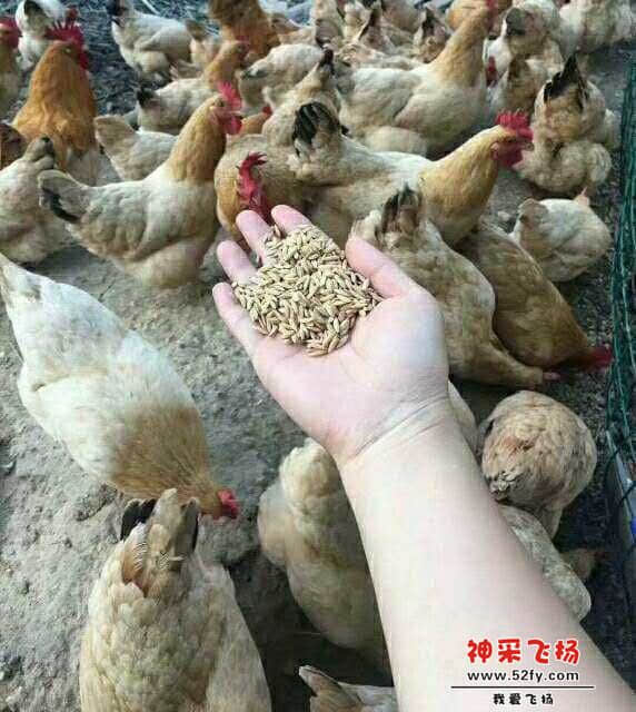 wechat_upload15860104675e88996385539