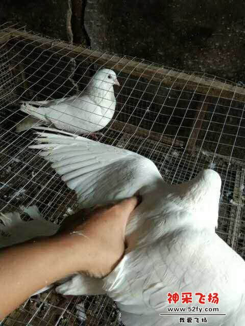 wechat_upload15860104685e88996498b8a