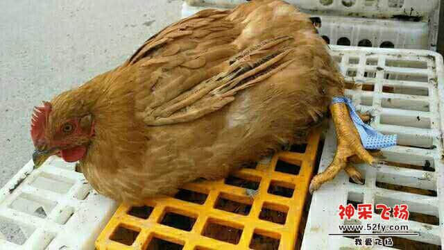 wechat_upload15860104685e8899644a248