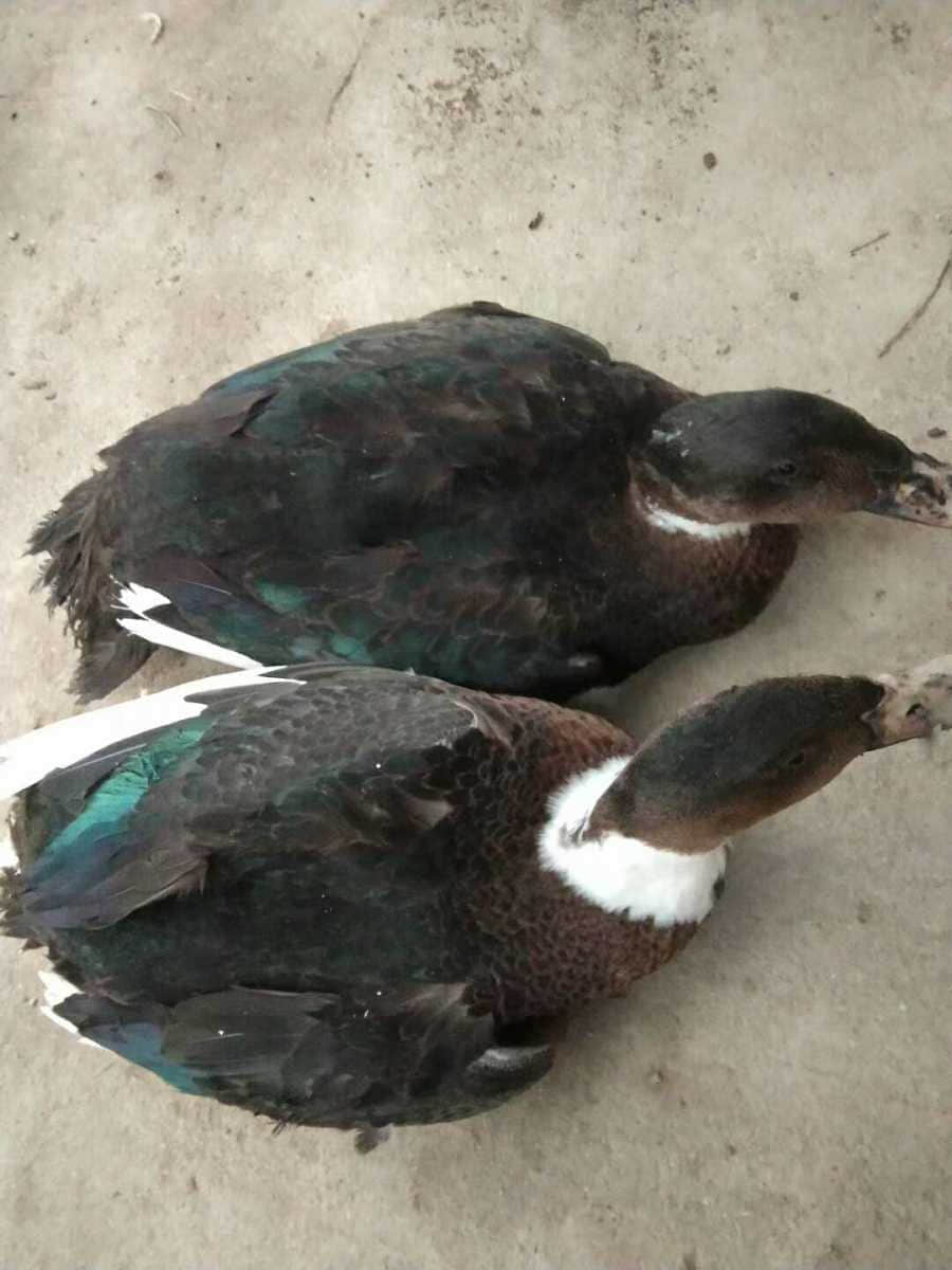 wechat_upload15863155235e8d4103818cf