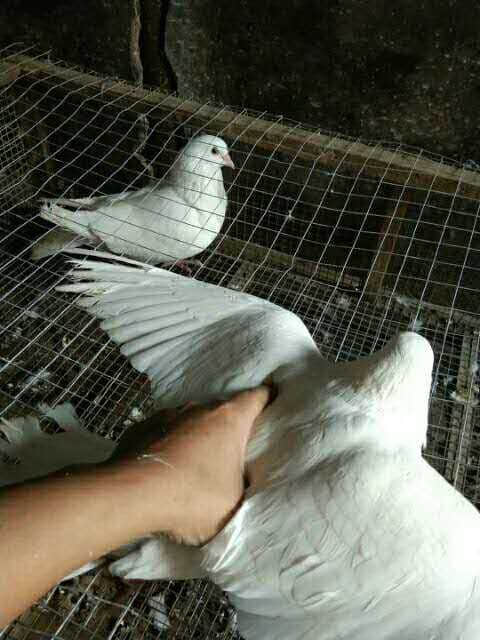 wechat_upload15863155325e8d410c3fd1f