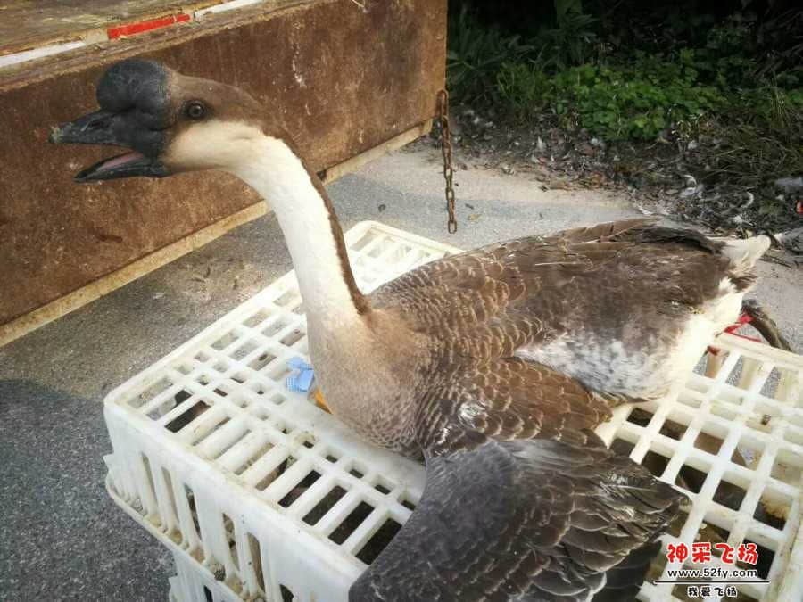 wechat_upload15866130145e91cb16a0809