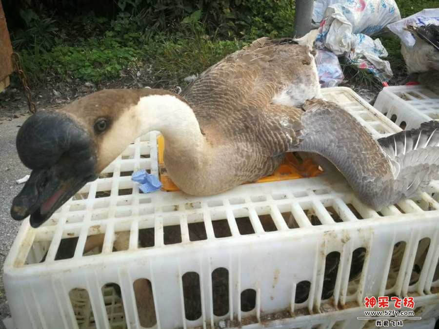 wechat_upload15866130145e91cb162b098