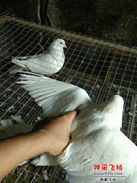 wechat_upload15866130155e91cb171082f