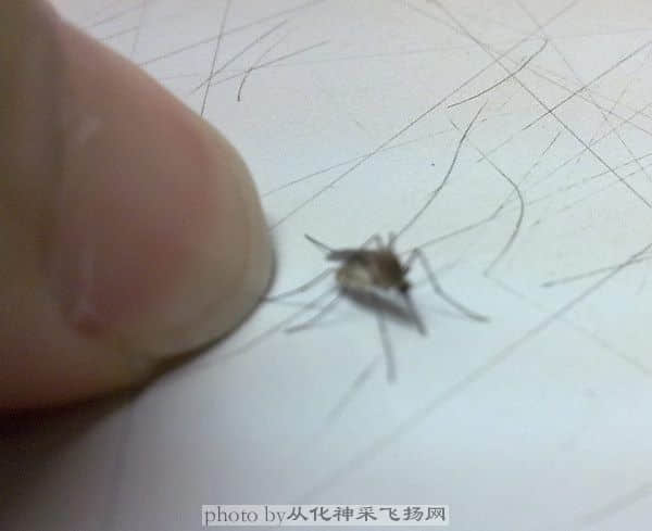 蚊子1.JPG
