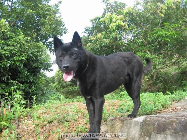 调整大小 狗也爬山.jpg