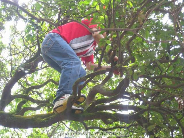 调整大小 摘荔枝4.jpg