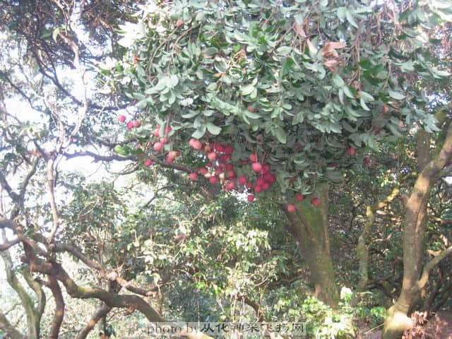 调整大小 摘荔枝.jpg