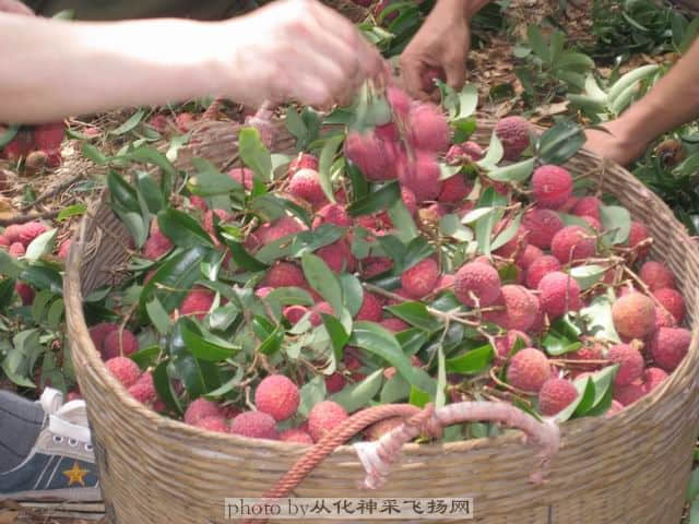 调整大小 我们摘的荔枝.jpg