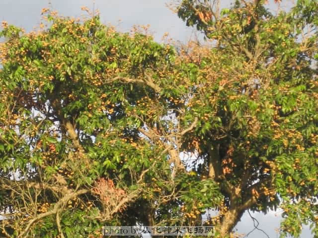 调整大小 龙眼1.jpg