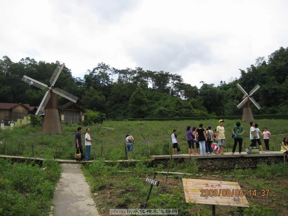 薰衣草中的风车