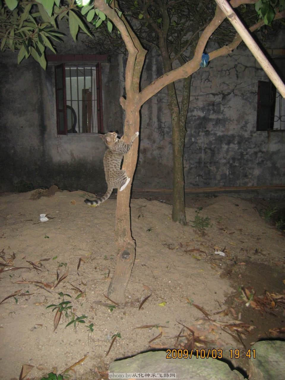 猫咪也来一个“争夺”